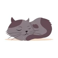 Цветной пример раскраски кот спит