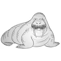 Цветной пример раскраски деловой морж