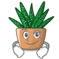 Цветной вариант раскраски цветок домашний в горшке