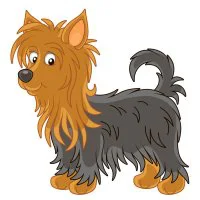 Цветной вариант раскраски той-терьер