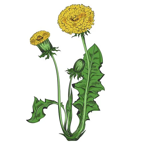 Цветной вариант раскраски цветочек одуванчик