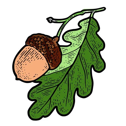 Цветной вариант раскраски дубовый лист и желудь