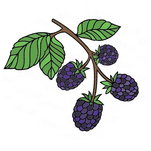 Цветной вариант раскраски ежевика ягода