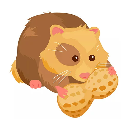 Цветной вариант раскраски хомяк ест арахис