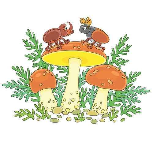 Цветной вариант раскраски жуки и грибы