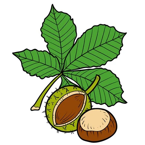 Цветной вариант раскраски листок каштана и каштан