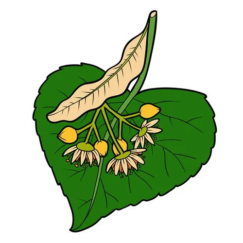 Цветной вариант раскраски листок липы