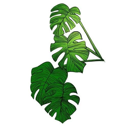 Цветной пример раскраски листья цветущего растения