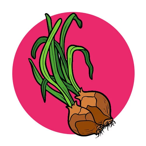 Цветной вариант раскраски маленький лук головка