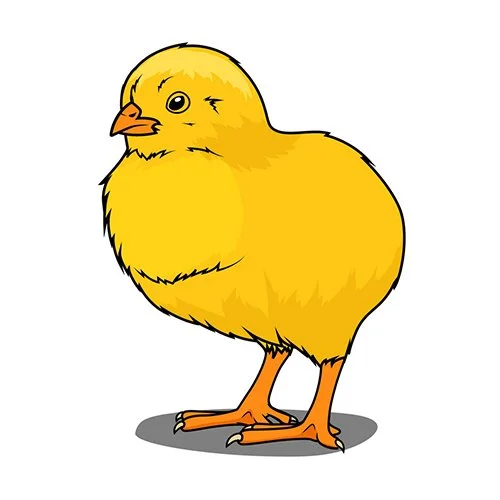 Цветной вариант раскраски настоящий цыпленок