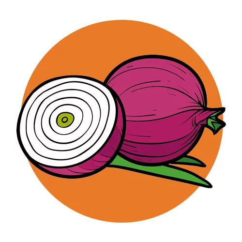 Цветной пример раскраски настоящий лук в разрезе