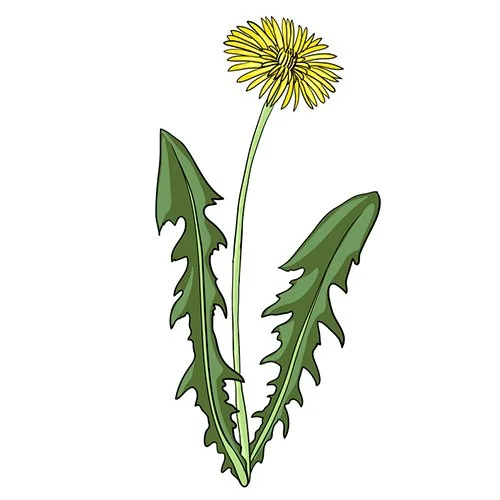 Цветной вариант раскраски один одуванчик на поле