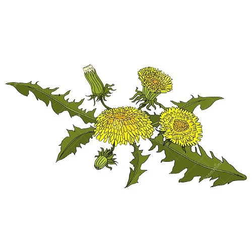 Цветной вариант раскраски одуванчик на земле