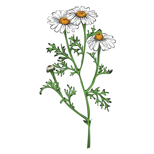 Цветной вариант раскраски полевая ромашка куст