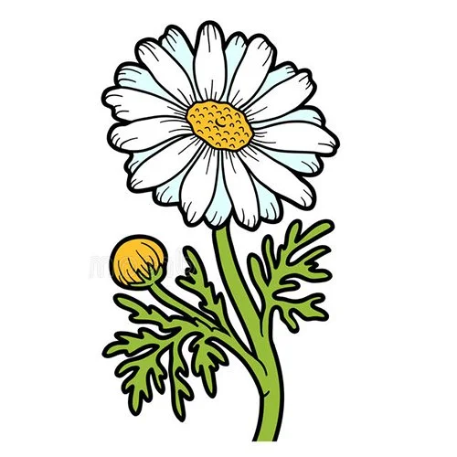 Цветной вариант раскраски ромашка на поляне