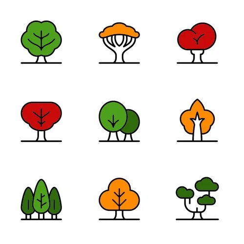 Цветной вариант раскраски виды разных деревьев