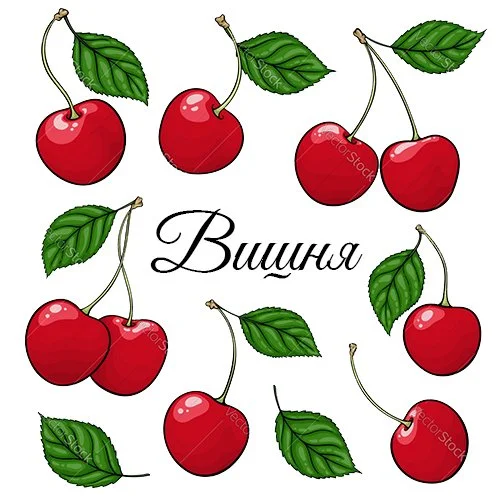 Цветной вариант раскраски вишня садовая ягода