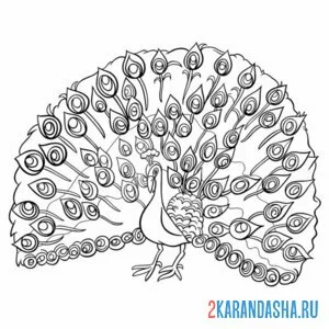 Раскраска павлин танец