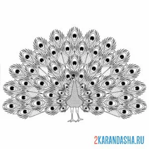 Раскраска пушистый хвост павлина антистресс