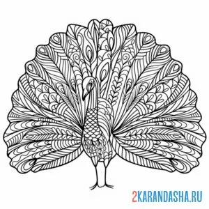 Раскраска самец павлин распустил хвост