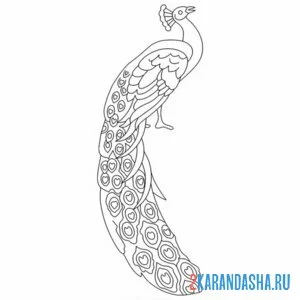 Раскраска павлин простой