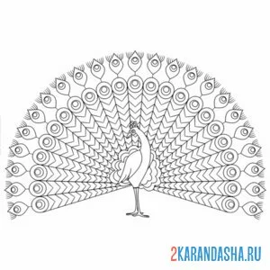 Раскраска гигантский хвост павлина