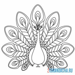 Раскраска хвостатый павлин
