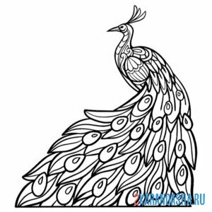 Раскраска густой хвост павлина
