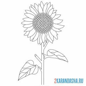 Раскраска цветок подсолнух