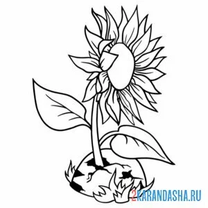 Раскраска один подсолнух