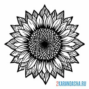 Раскраска подсолнух зацвел