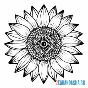 Раскраска подсолнух голова