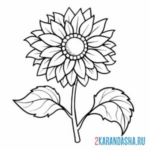 Раскраска подсолнух дикий