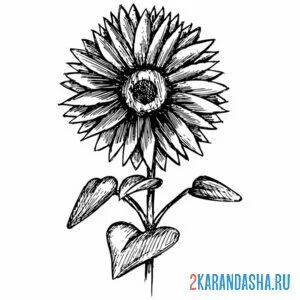 Раскраска одинокий подсолнух