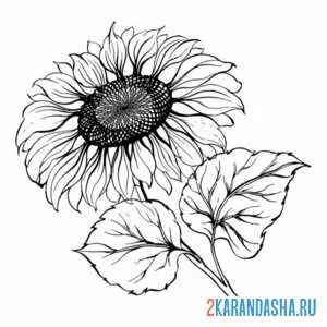 Раскраска подсолнух расцвел