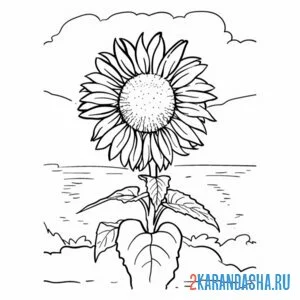 Раскраска подсолнух в поле