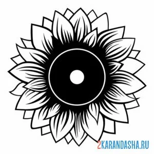 Раскраска подсолнух с семечками