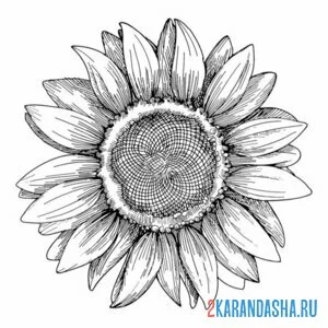 Раскраска подсолнечник