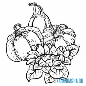 Раскраска подсолнух и тыквы