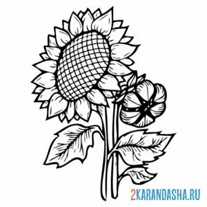 Раскраска подсолнух полный семечек