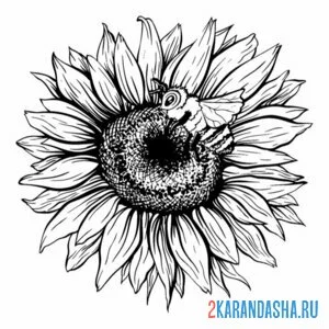 Раскраска подсолнух для фото