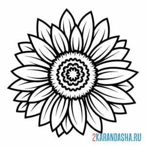 Раскраска подсолнух простой