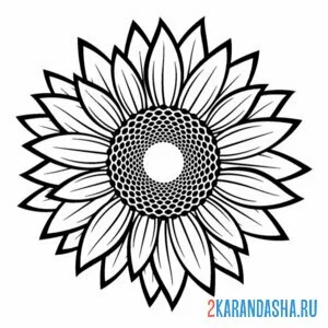 Раскраска подсолнух легкий