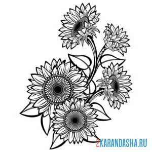 Раскраска подсолнухи много