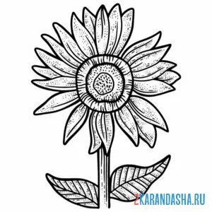 Раскраска подсолнух тоненький