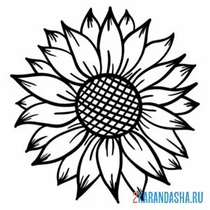 Раскраска подсолнух бутон