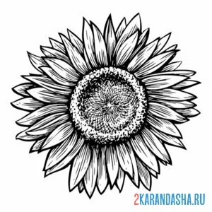 Раскраска подсолнух фото