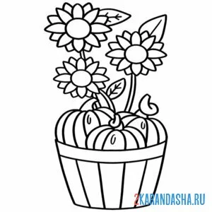 Раскраска подсолнух осенний