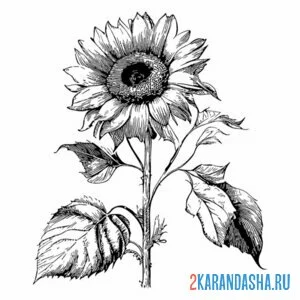 Раскраска подсолнух настоящий