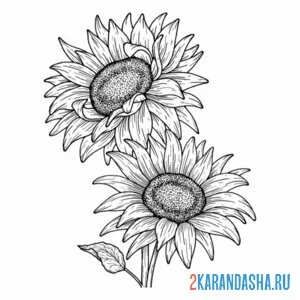 Раскраска два подсолнуха цветы